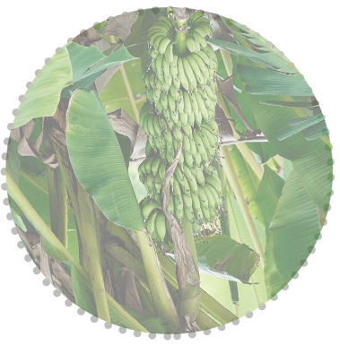 banana tree