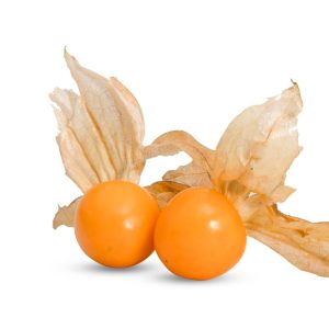 Physalis